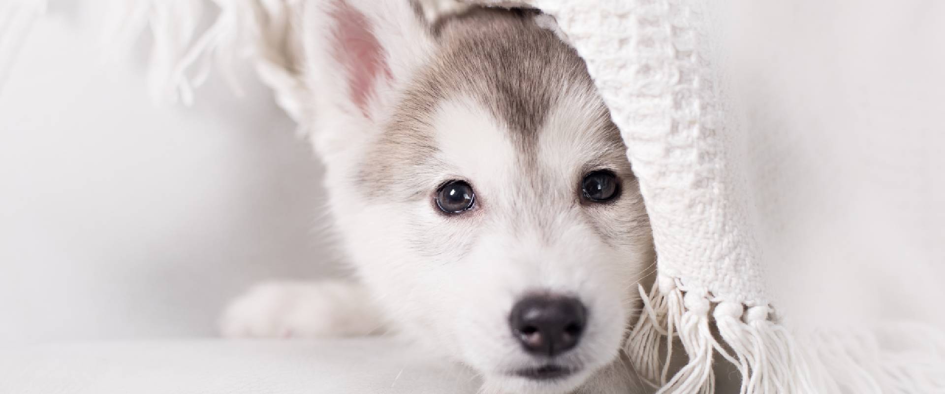 Husky sales fluffy puppy